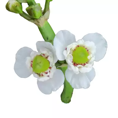 慈姑挺水水生花卉植物室内慈菰茨姑重瓣花慈菇日本茨菰苗白马蹄种