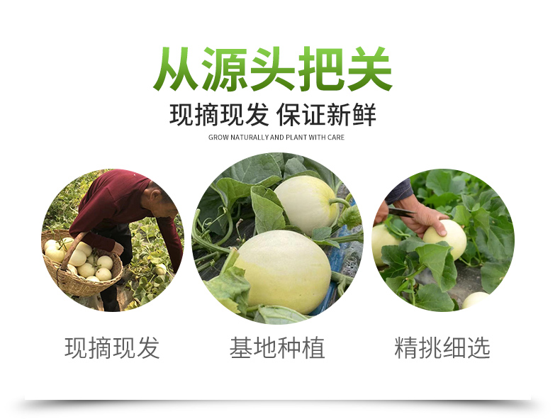 十六红阎良甜瓜5斤头茬新鲜水果当季香瓜