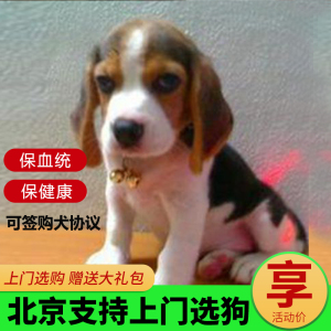 比格犬纯种幼犬中型活体宠物犬猎兔犬史努比狗赛级双血统带证书