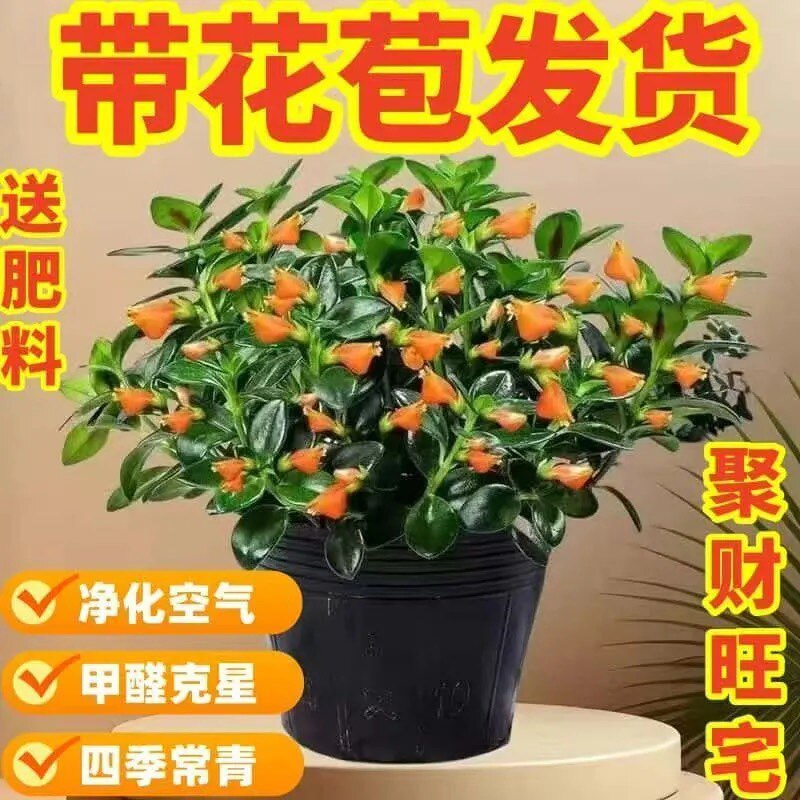 欣梦园艺