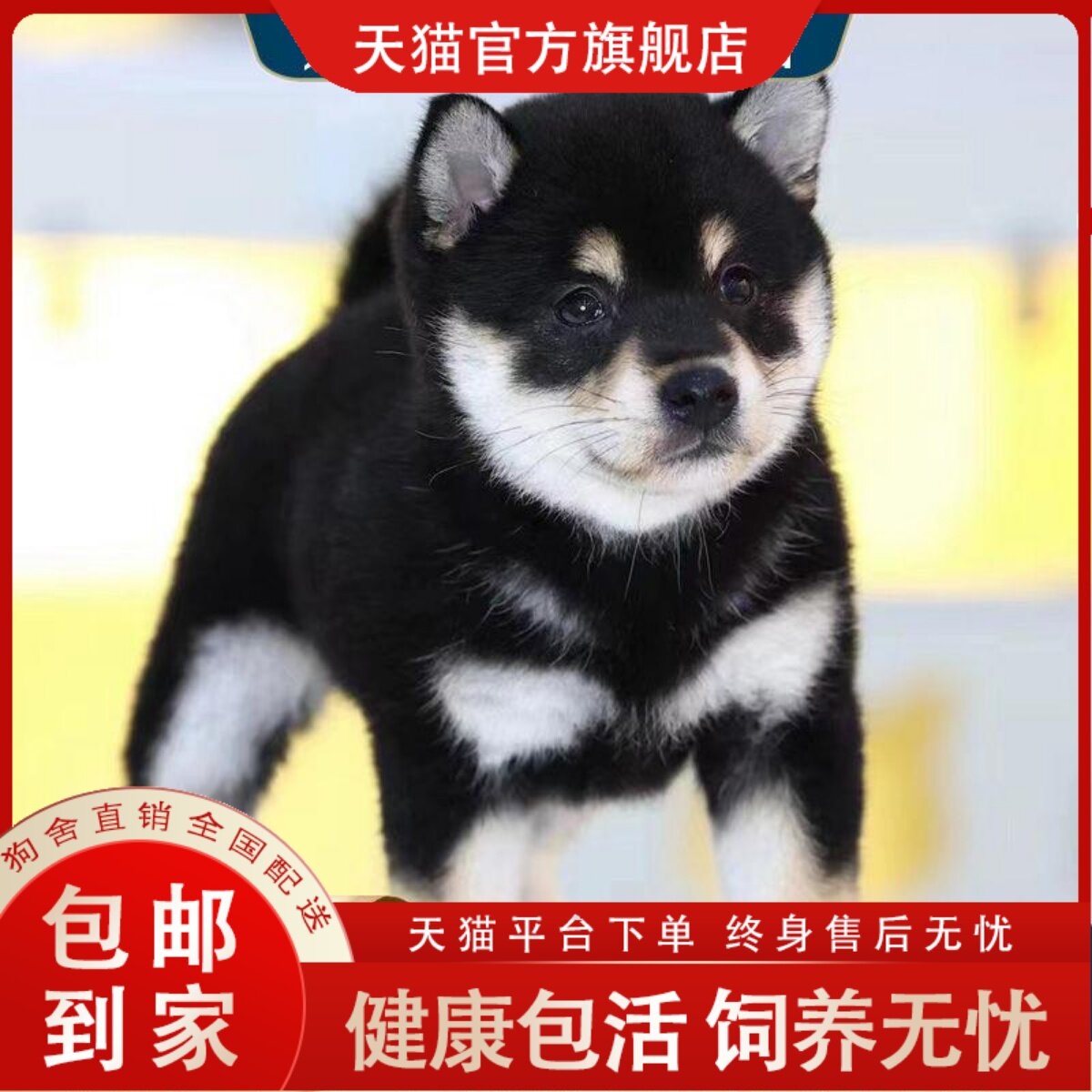 25年必买！白色豆柴幼犬活体推荐｜纯种日本柴犬避坑指南-宠物鸡-淘宝好物网