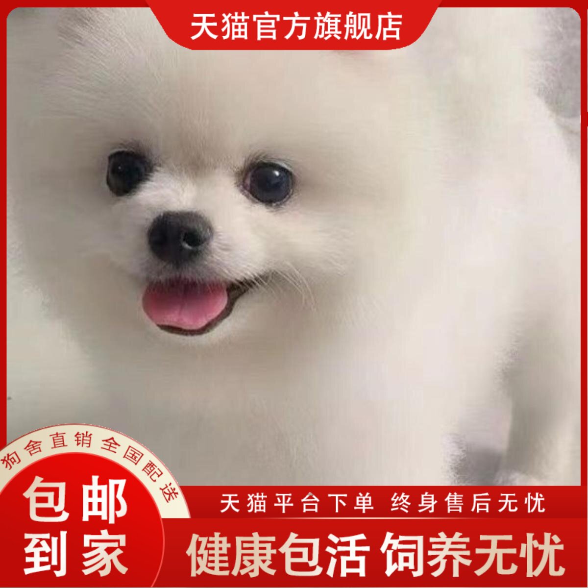 与宠物共同生活的养老院：老人与猫狗幸福相伴| Nippon.com, image size:1200x1200