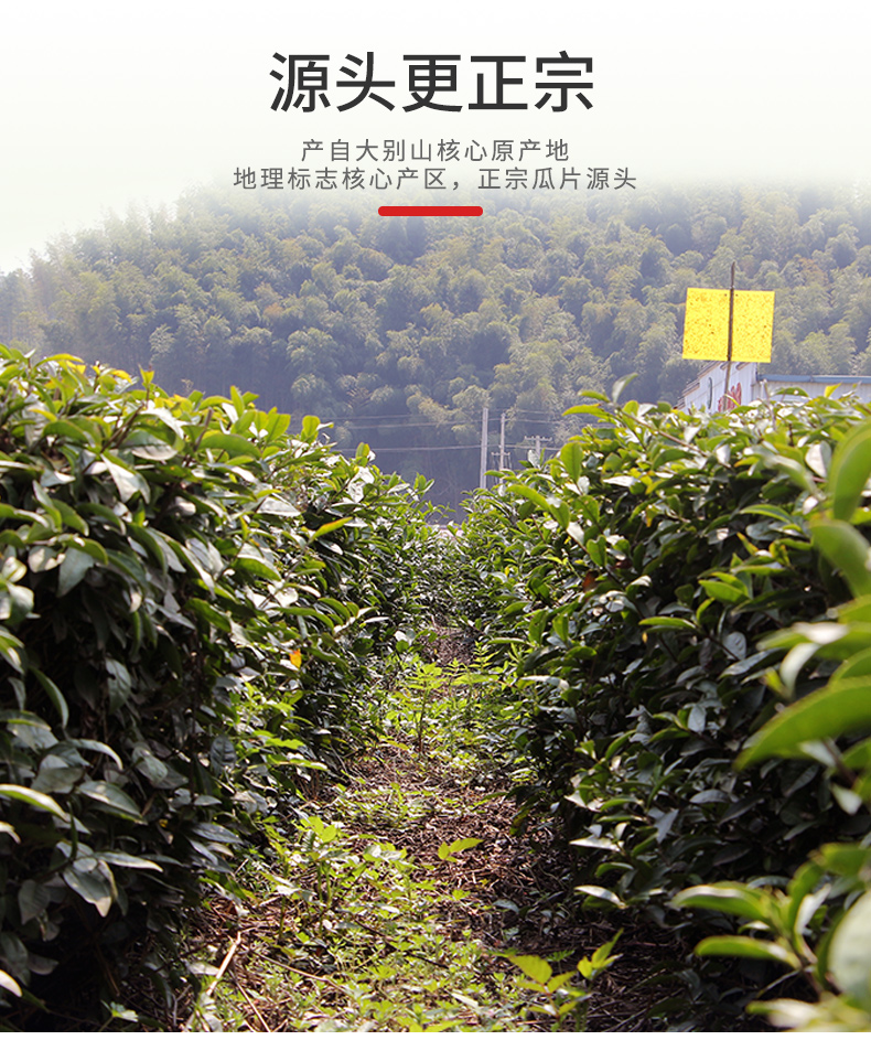 江小茗 21年雨前新茶 特级六安瓜片 250g/罐 图18