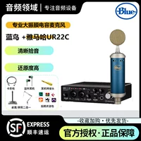 Голубая птица +yamaha ur22c