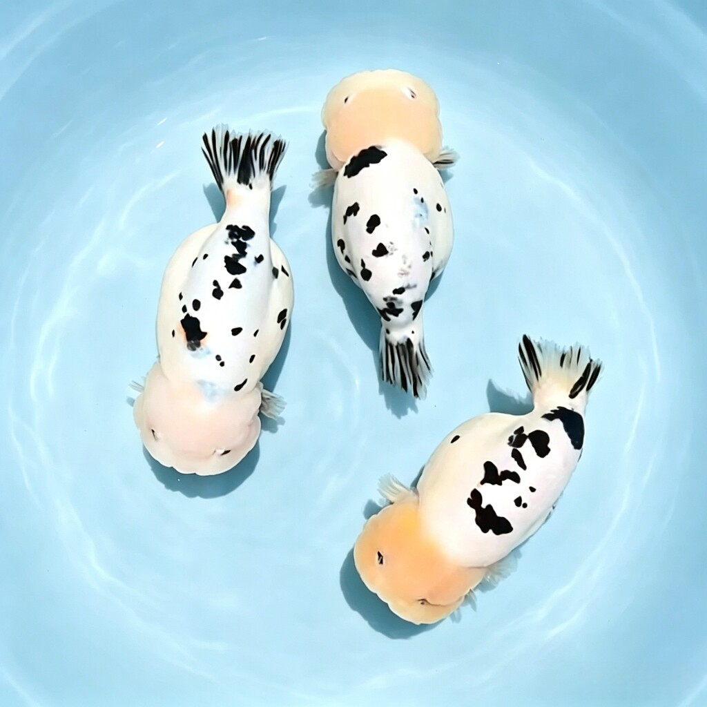 锦鸿观赏鱼