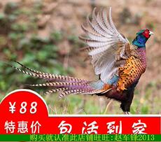 Стейк машина 滋补鸡汤山鸡苗防疫齐全脱温鸡苗养殖笼鸡场直发小鸡孵化笼子家养