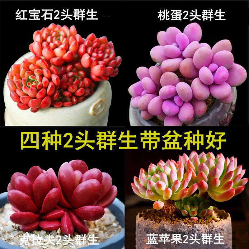 Succulent plants boutique succulents are not repeated to send pots to send soil flowers and green plants combination potted radiation protection novice package