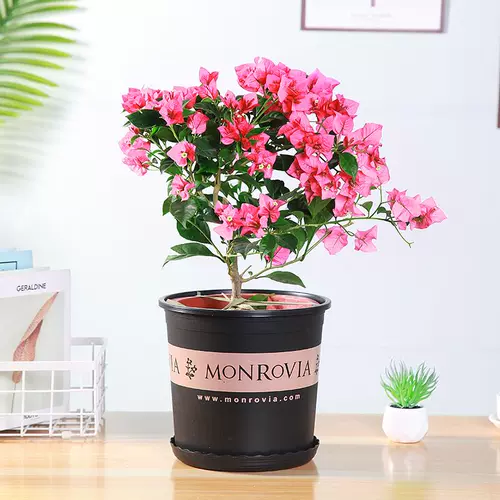 Короткий и жирный галлон горшок третьего поколения второго поколения Пластиковый цветочный горшок с утолщенным прочным смолой анти-коренной корень 2 Специальная цена 3 Черный