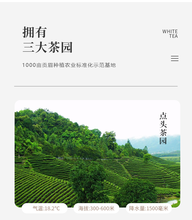 福鼎白茶高山明前春茶贡眉150克