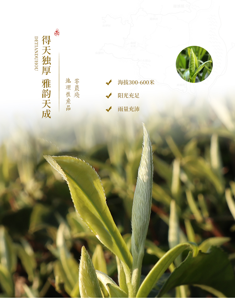 泰美茶镇福鼎白茶白毫银针茶特级茶叶礼盒装