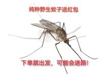 Pure species of wild mosquitos send red packets to set off and may get lost and can be given to friends for a whole life