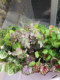 New Artificial Greenery Wall with Ivy, Grape Leaves, and Flower Boxes for Decoration