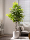 High-End Artificial Plant Climbing Banyan Tree Indoor Living Room Large Floor-Standing Potted Plant Landscape Bionic Green Plant Decorative Ornament
