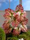Simulated green plants, fake flowers and grass, indoor decoration, landscaping materials, bionic plants, shop window walls, soft decoration, fake leaves