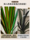 Artificial Plant Dracaena for Indoor Living Room, Fake Tree Floor Decoration, Realistic Green Plant, Millennium Wood for Window Display Decoration