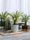 New Agave Artificial Plant Fake Tree Small Potted Plant Indoor Hotel Window Bionic Green Plant Decorative Bonsai Ornament