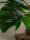 High-End Monstera Artificial Green Plant Fake Tree Atmosphere Tree Tropical Bionic Plant Indoor Living Room Landscaping Decoration Ornament