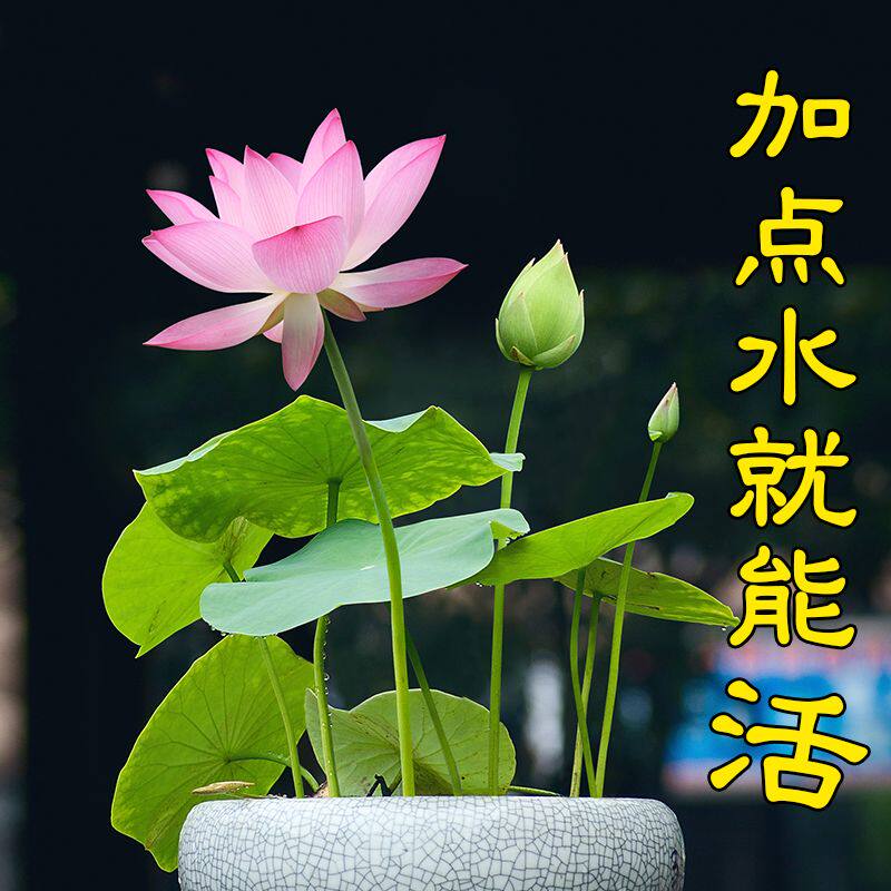 Jiawan lotus seed hydroponic plant mini potted water lily plant with flower bud lotus potted lotus hydroponic