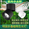 Plant fill light, punch-free growth spotlight, household indoor photosynthesis full spectrum LED downlight imitating the sun