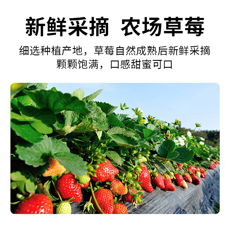 安享好物 安享A级果酱-百伯利经典草莓酱 企标 