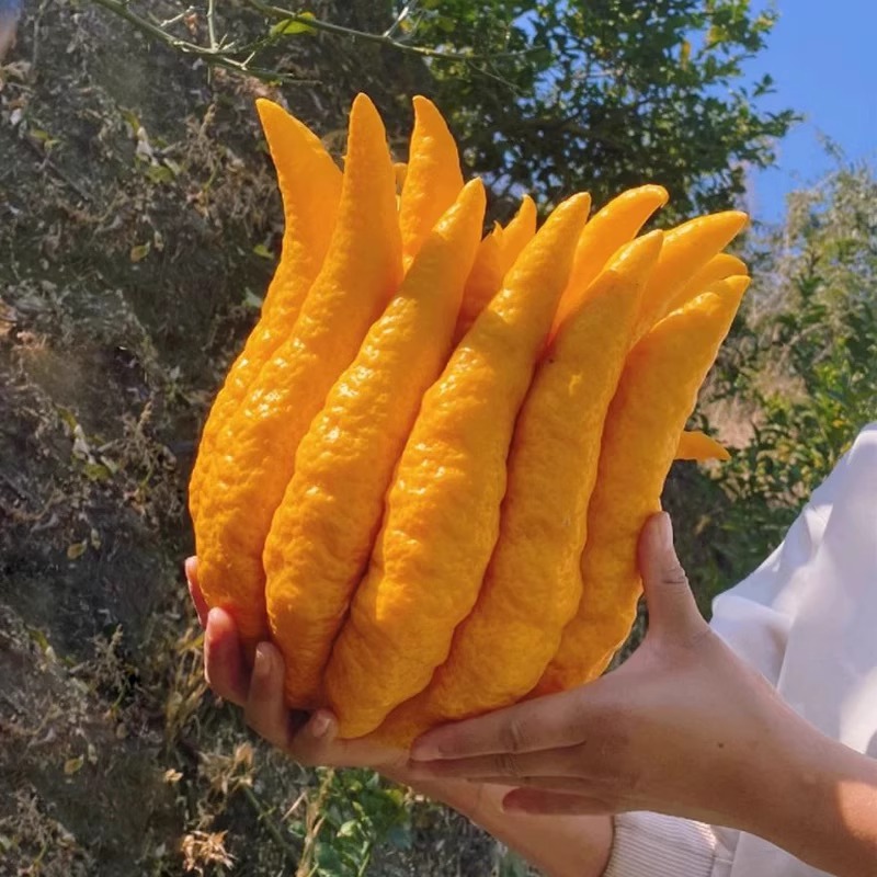 金佛手果：净化空气的绿色香氛大使