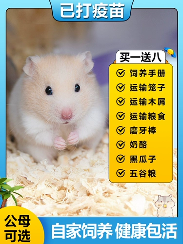 Семейная питательная печень маленькой хомяка была вакцинирована и здорово