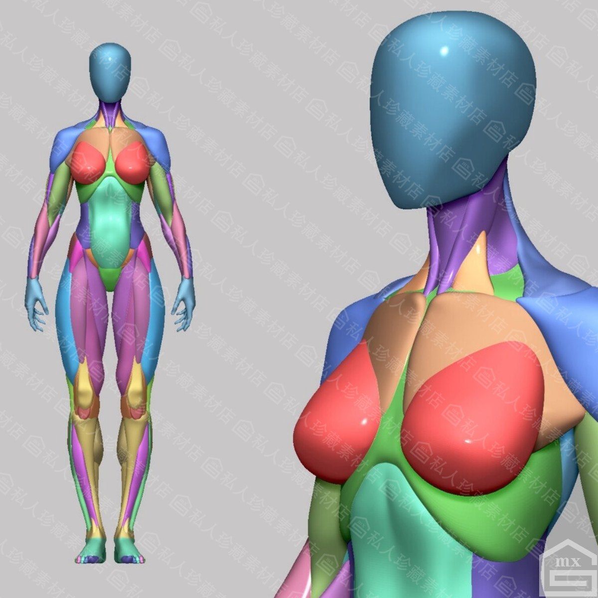ANATOMY - FEMALE 解剖学模型 ANATOMY - FEMALE 解剖学模型 完整的女性解剖学3D模型- 下载Anatomy on
