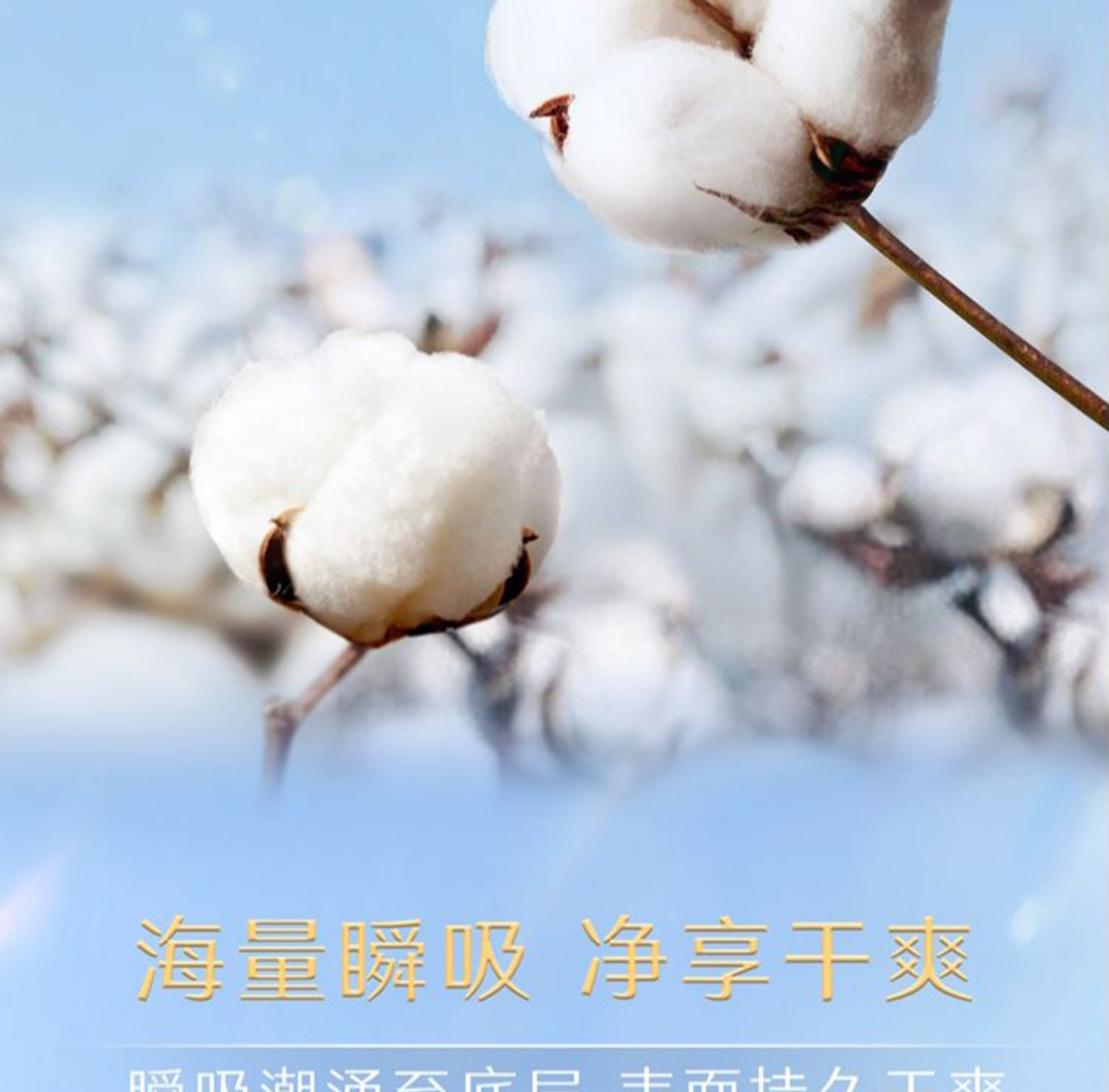 安享好物 安享B级卫生巾-高洁丝奢爽纯棉 240卫生巾 国标