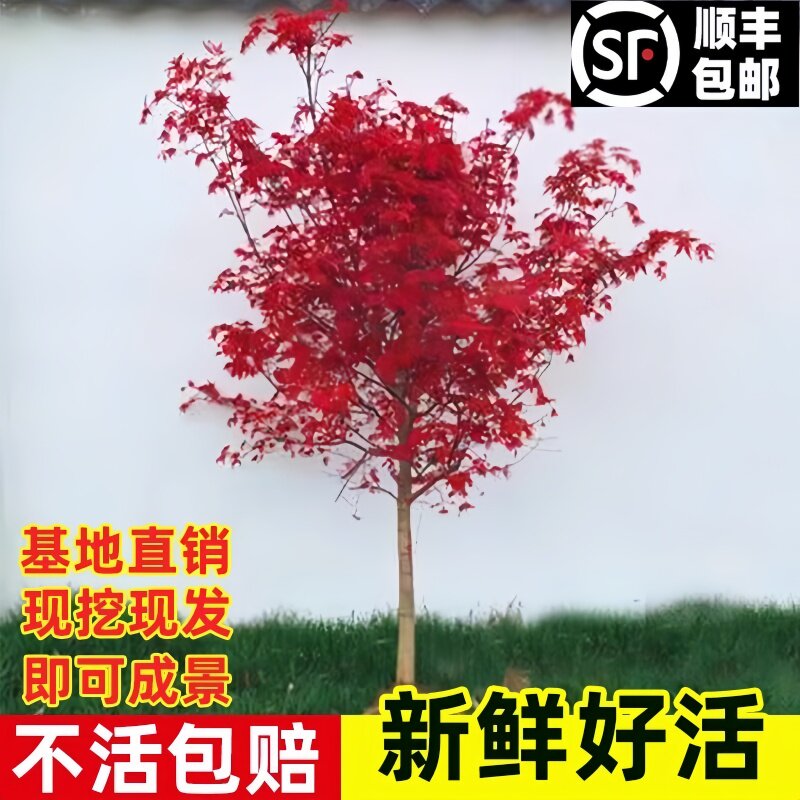 🔥日本红舞姬红枫树苗:四季变换的火焰美景,打造你的私人庭院秘境!🔥-藤本-淘宝百科网