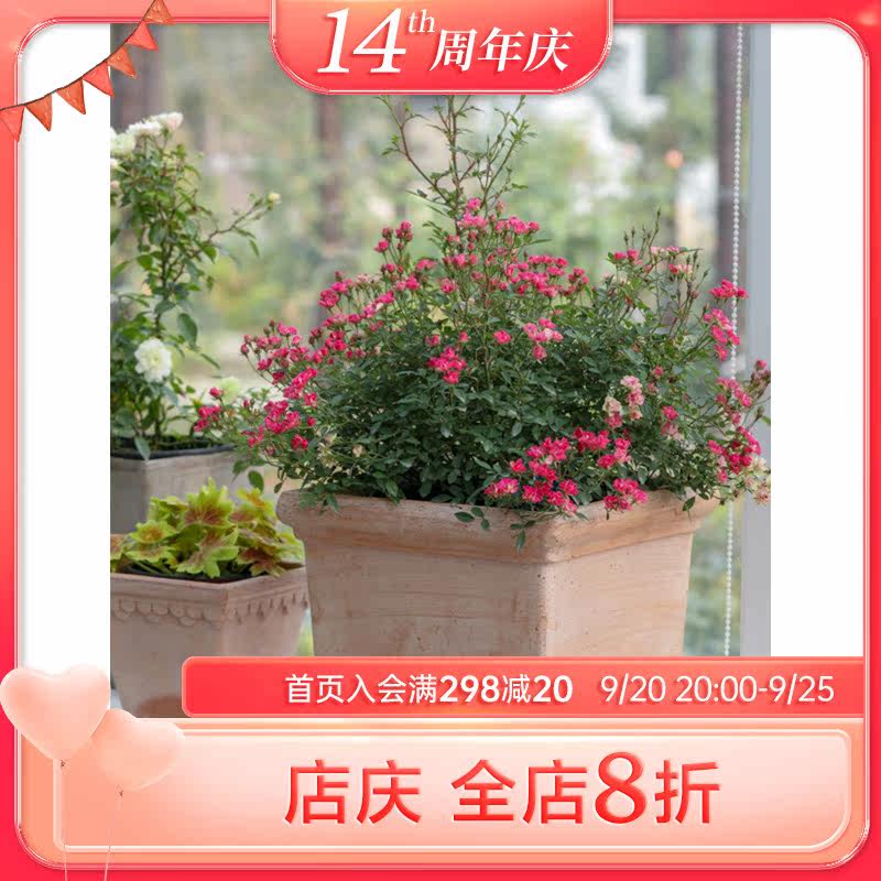 Heidi's Garden Super-slightly blooming in the four seasons