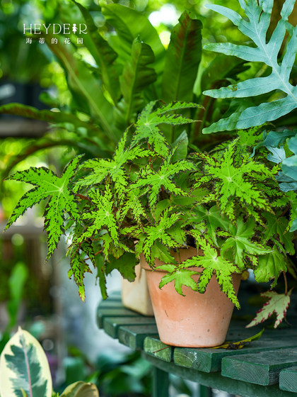 海蒂的花园旗舰店秋海棠绿植室内盆栽桌面绿植花卉办公室植物苗