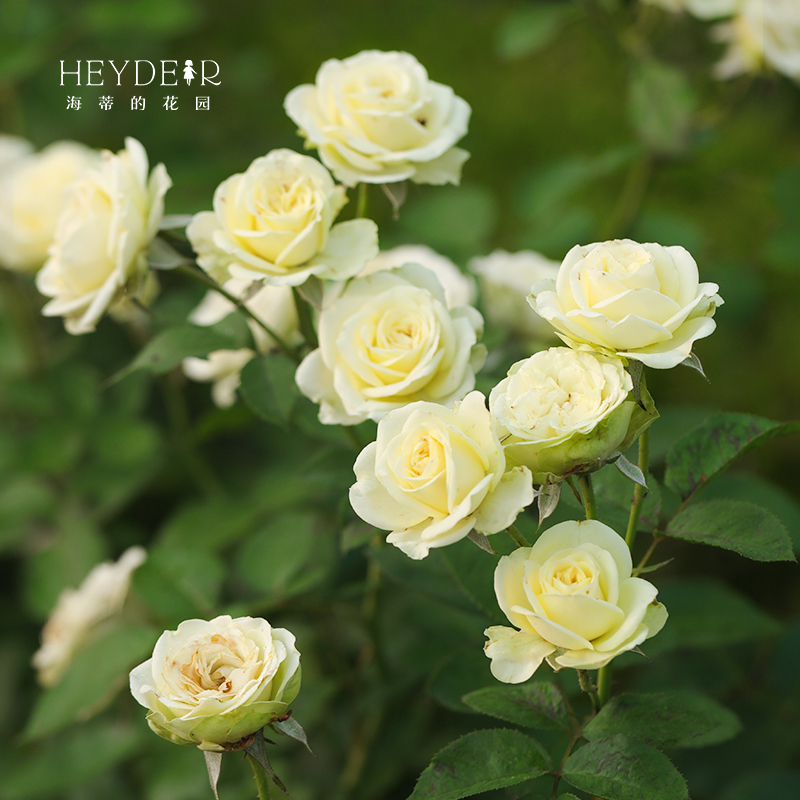 Heidi's garden cream Longsha cream Eden flower - shaped garden plant pot plant plant plant plant pot plant plant plant plant pot