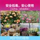 ສວນຂອງ Heidi Shichi Xiaobaiyao succulents ດອກໄມ້ທົ່ວໄປ aphid scale ແມງໄມ້ imidacloprid