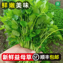 Motherwort Fresh Vegetables Kuncao Wild Vegetables Womens Cultivation Menstrual Period Needs Chaoshan Soup and Stir-Fry Seasonal 500g