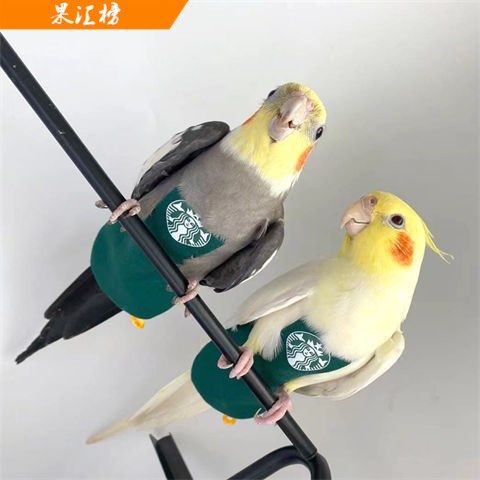 New Stereo Adjustable Customized Stereo for Nowet Customized for Bird Pet in Parrot Clothes