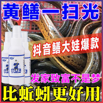 Opening agent eel family big baby fishing eel small medicine nest material powder gun additive black pit reservoir wild fishing eel bait food