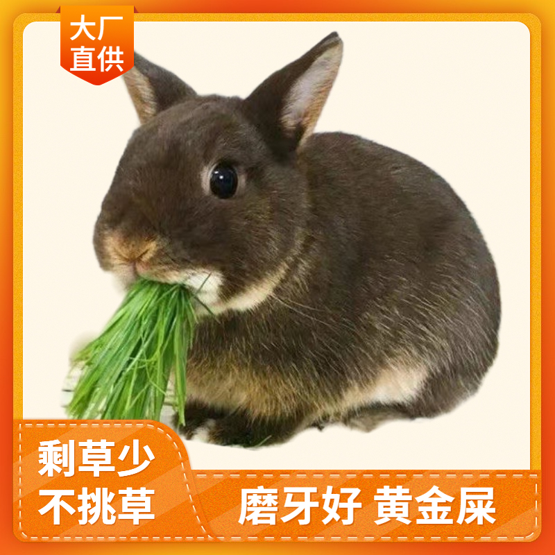 Rabbit 2023 New Grass Teeth Grinding Gold Shit Drying Timothy Guinea Pig Chinchilla Guinea Pig 1 catties