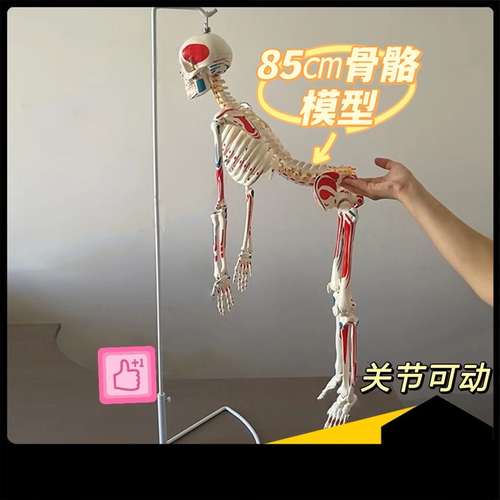 85cm人体全身肌肉起止点可弯曲可拆卸神经骨骼骨架模型骨科正骨