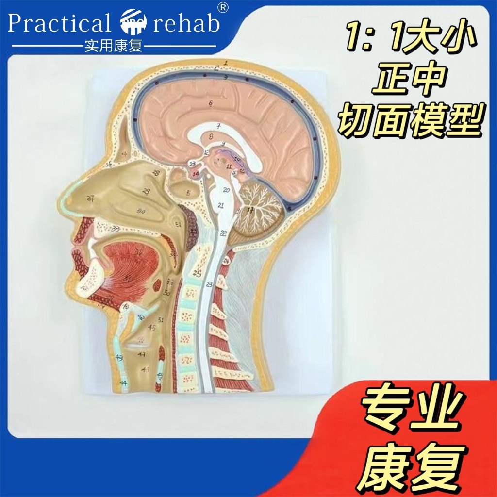 头中切模型人脑头剖面鼻腔解剖医学教用口腔颈椎实用逼真