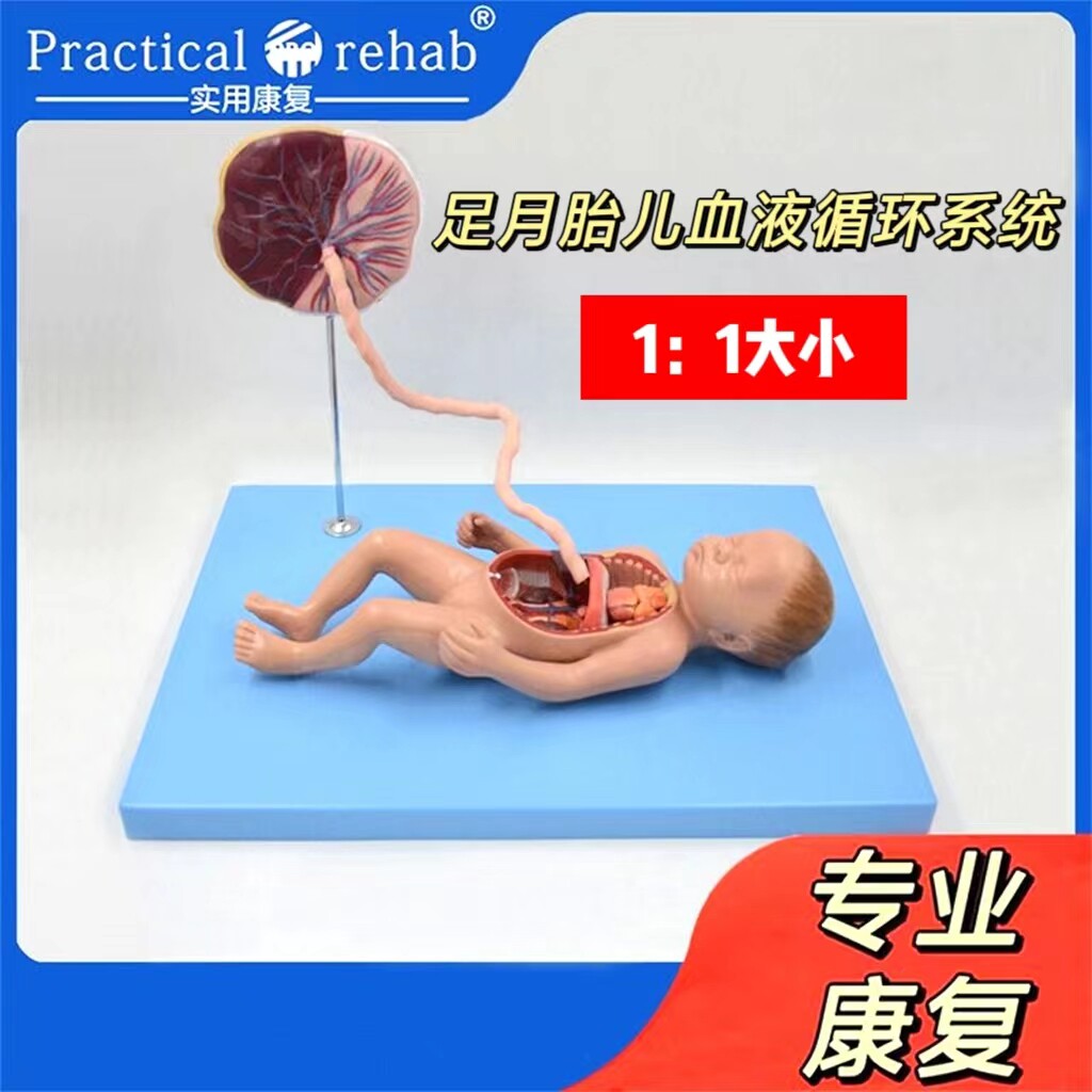 足月胎儿血液循环新生儿腹腔胎盘脐带心脏模型医生育婴师培训模具