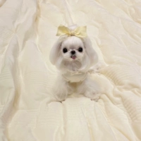 Голова цветок (желтый