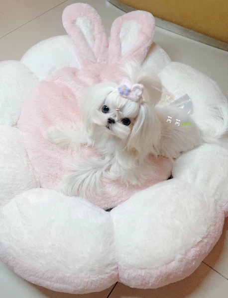 Товары от 蚊子失眠症