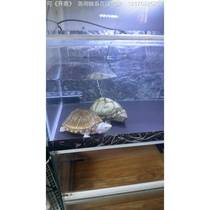 We accept all kinds of returned turtles. We also accept turtles that my wife won’t let us keep. Bring the price to consult customer service.