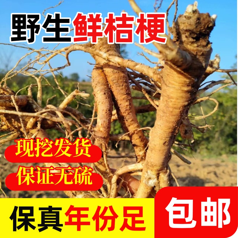 Fresh Wild Platycodon  Sulfur-Free Dog Treasure Pickles Freshly Dug Perennial Platycodon Authentic Platycodon Doraqi Pickles