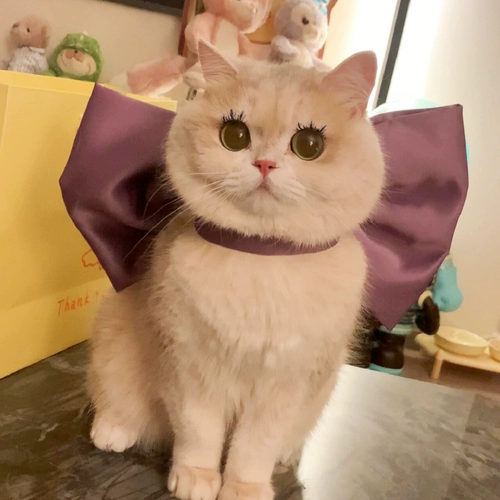 Мэри Кот Галстук-Бабочка Pet Галстук-Бабочка Шарф Кошка Ожерелье Украшения Бишон Фризе Ошейник Для Собаки Рэгдолл Кошка Немецкий