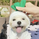 ДОБАВИНАЯ Одежда Весна Питомная одежда Свитер Тедди Биен Медведь, сражаясь с кошками маленькие и средние милые капюшоны