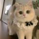 Mint cat bib saliva towel dog cute bib love bow bell collar ຕົບແຕ່ງສັດລ້ຽງ