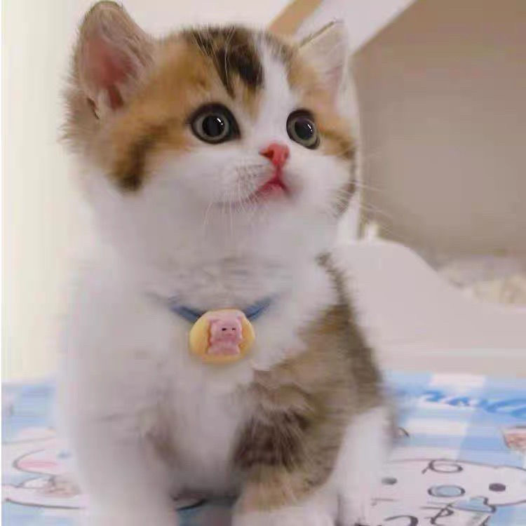 中华田园猫橘猫狸花猫三花幼崽猫黑色玄猫白猫幼崽捕鼠猫：揭秘中国本土