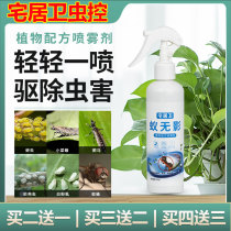 Bellis Shilan insect control House House flowers plants flowers and plants Universal Red Spider scale shell insect insecticide meat