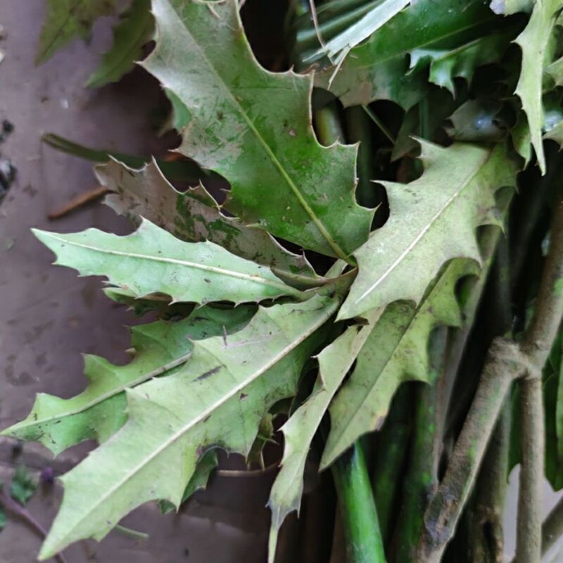 Freshly Picked Mouse Grass, Sea Cat Thorn, Salty Cat Potato, Whole Flower, Branches, Leaves, and Roots 500g